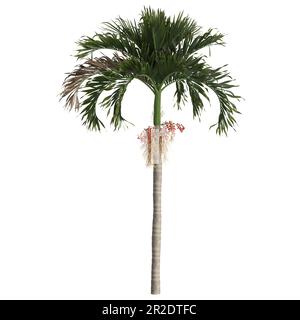 3d illustration of adonidia merrillii palm isolated on white background Stock Photo