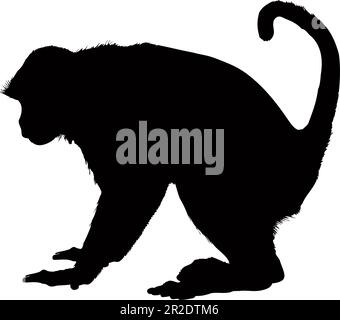 Monkey silhouette isolated on a white background. Vector illustration Stock Vector