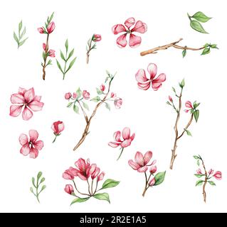 Watercolor set of sakura flowers. Spring pink flowers of fruit trees ...