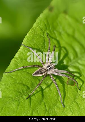 Nursery Web Spider (Pisaura mirabilis) Kent, UK, May. Stock Photo