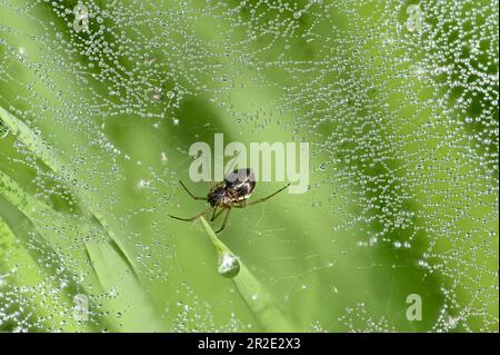 False Widow Spider (Steatoda nobilis) on web covered with morning dew. May, Kent, UK Stock Photo