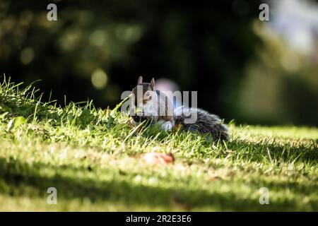Grey Squirrel, Western Grey Squirrel eating nuts on grass Stock Photo