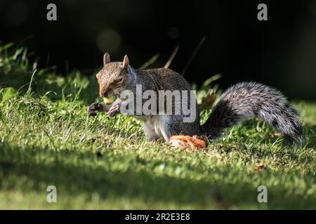 Grey Squirrel, Western Grey Squirrel eating nuts on grass Stock Photo