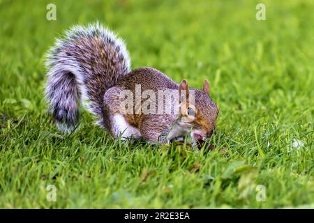 Grey Squirrel, Western Grey Squirrel eating nuts on grass Stock Photo