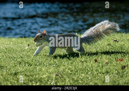 Grey Squirrel, Western Grey Squirrel eating nuts on grass Stock Photo