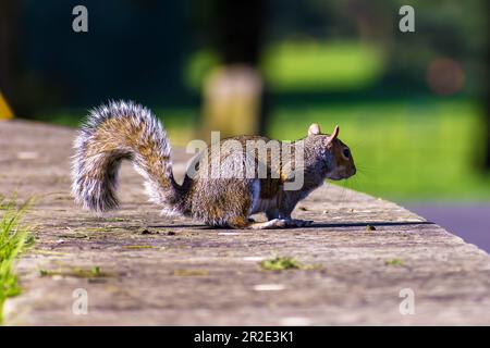 Grey Squirrel, Western Grey Squirrel eating nuts on grass Stock Photo