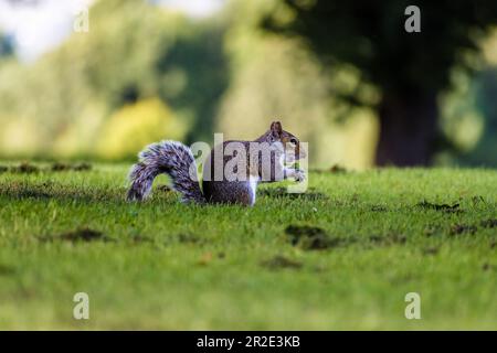 Grey Squirrel, Western Grey Squirrel eating nuts on grass Stock Photo