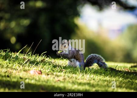 Grey Squirrel, Western Grey Squirrel eating nuts on grass Stock Photo