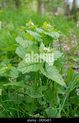 Young flowering garlic mustard, Alliaria petiolata in spring Stock Photo