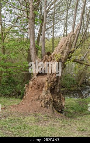 Old linden tree with rotten heartwood and new shoots in spring Stock Photo