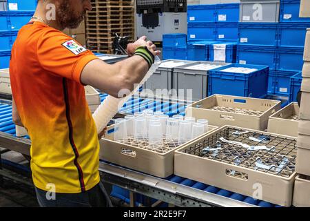 DEINZE - Smart cups are cleaned in the production area of producer Goodless. The drinking cups may offer a solution to the problems with beer throwers in football stadiums. The special cups have a chip that can be used to check who owned a thrown cup. ANP JONAS ROOSENS netherlands out - belgium out Stock Photo