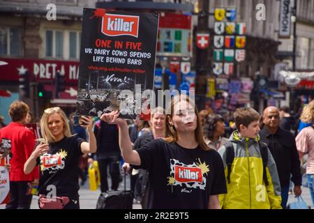 London, UK. 19th May 2023. Protesters hold signs rebranding Muller as “Killer” in Leicester Square as part of a stunt organised by animal rights group Viva! to raise awareness of the conditions at zero-grazing dairy farms where cows are kept, which they say supply products to major dairy companies Muller and Arla. Credit: Vuk Valcic/Alamy Live News Stock Photo