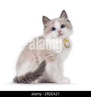 Adorable blue bicolor Ragdoll cat kitten, sitting side ways. Looking towards camera with blue eyes. Isolated on a white background. Stock Photo