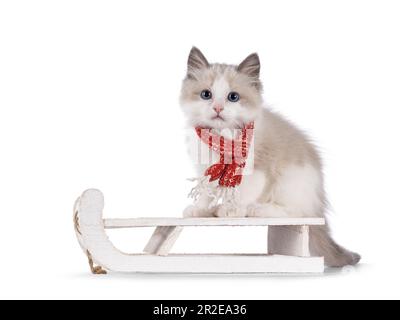 Adorable blue bicolor Ragdoll cat kitten, sitting on white wooden sleigh wearing red knitted scarf. Looking towards camera with blue eyes. Isolated on Stock Photo