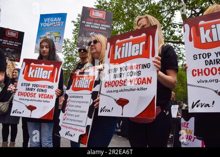 London, UK. 19th May 2023. Protesters hold signs rebranding Muller as “Killer” in Leicester Square as part of a stunt organised by animal rights group Viva! to raise awareness of the conditions at zero-grazing dairy farms where cows are kept, which they say supply products to major dairy companies Muller and Arla. Credit: Vuk Valcic/Alamy Live News Stock Photo