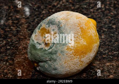 A close up shot of a rotten lemon. Stock Photo