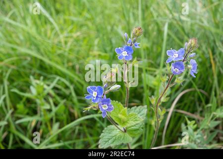 Germander speedwell (Veronica chamaedrys), also called bird's-eye speedwell, or cat's eyes, blue wildflowers in May, Surrey, England, UK Stock Photo