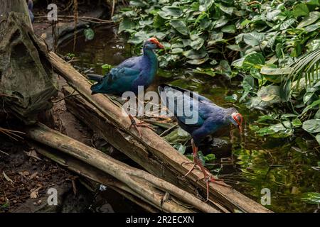 Two blue western swamphen birds (Porphyrio porphyrio) in the jungle. Stock Photo