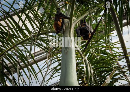 Two Madagascan flying foxes hanging on palm tree. Stock Photo