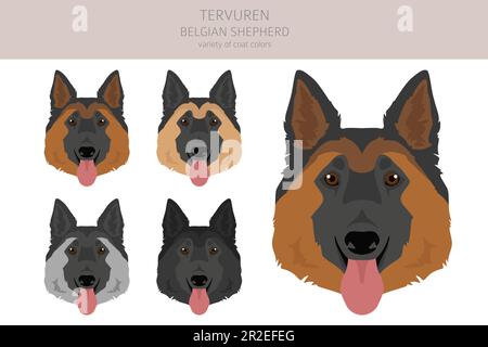 Belgian Tervuren clipart. Different poses, coat colors set.  Vector illustration Stock Vector