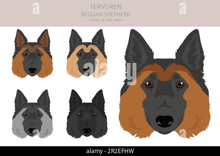 Belgian Tervuren clipart. Different poses, coat colors set.  Vector illustration Stock Vector