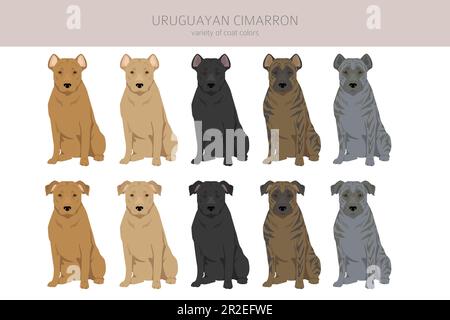 Uruguayan Cimarron clipart. All coat colors set.  All dog breeds characteristics infographic. Vector illustration Stock Vector