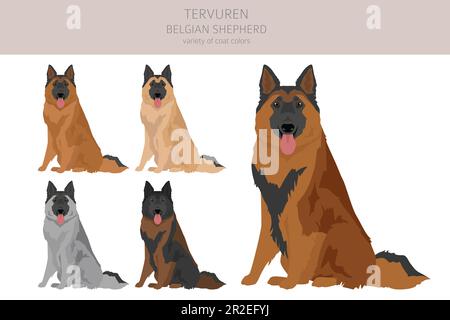 Belgian Tervuren clipart. Different poses, coat colors set.  Vector illustration Stock Vector