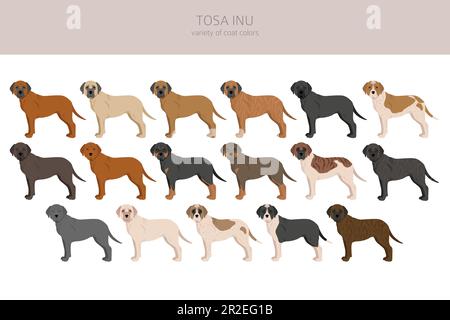 Tosa Inu clipart. Different poses, coat colors set. Vector illustration ...
