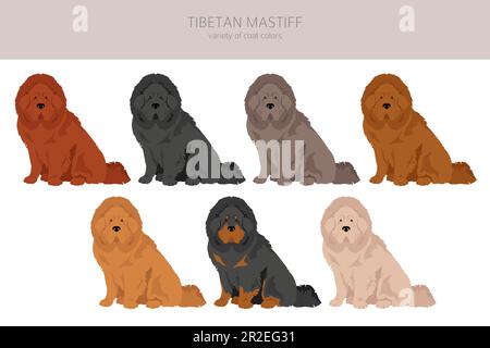Tibetan mastiff clipart. Different poses, coat colors set.  Vector illustration Stock Vector
