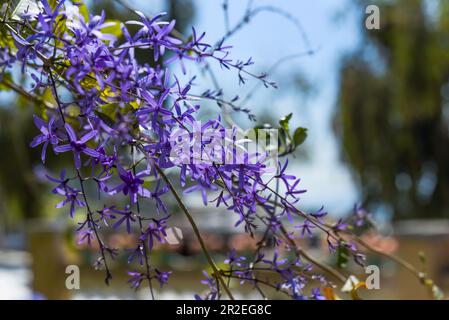 Petrea volubilis, commonly known as purple wreath, queen's wreath or sandpaper vine growing in vietnam Stock Photo