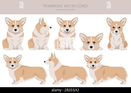 Welsh Corgi Pembroke clipart. All coat colors set.  All dog breeds characteristics infographic. Vector illustration Stock Vector