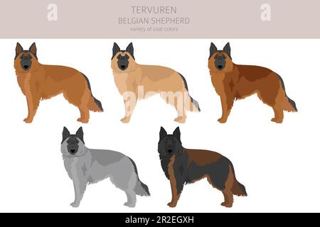 Belgian Tervuren clipart. Different poses, coat colors set.  Vector illustration Stock Vector