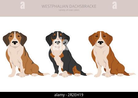 Westphalian dachsbracke clipart. All coat colors set.  All dog breeds characteristics infographic. Vector illustration Stock Vector