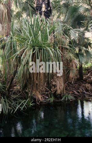 Mataranka is a town and locality in the Northern Territory of Australia located about 420 km (260 mi.) southeast of the territory capital of Darwin, a Stock Photo