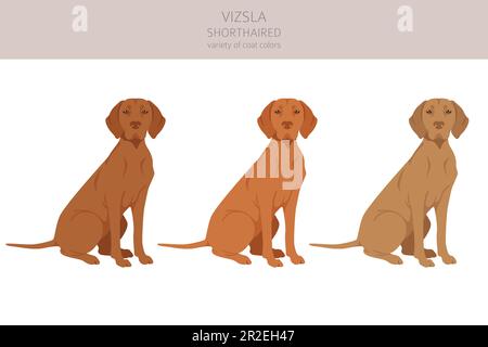 Vizsla shorthaired clipart. Different poses, coat colors set.  Vector illustration Stock Vector