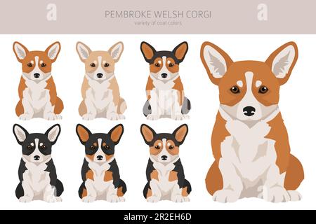 Welsh Corgi Pembroke clipart. All coat colors set.  All dog breeds characteristics infographic. Vector illustration Stock Vector