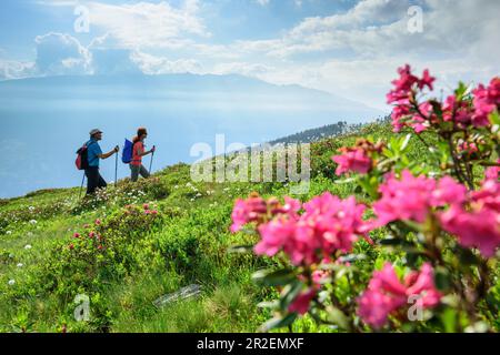 Man and woman hiking through meadows with alpine roses and cotton grass, Zillertaler Höhenstraße, Zillertal, Tux Alps, Tyrol, Austria Stock Photo