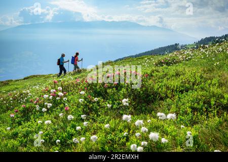 Man and woman hiking through meadows with alpine roses and cotton grass, Zillertaler Höhenstraße, Zillertal, Tux Alps, Tyrol, Austria Stock Photo