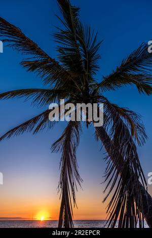A palm tree on the beach from the Gulf of Mexico at sunset, Fort Myers Beach, Florida, USA Stock Photo