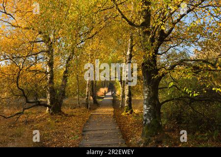 Birch trees on the hiking trail through the Black Moor, Rhoen, Bavaria, Germany Stock Photo