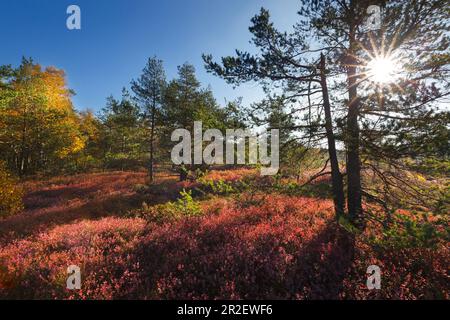 Schwarzes Moor, Rhoen, Bavaria, Germany Stock Photo