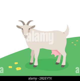Horned female goat standing on the green grass. Domestic farm animal grazing on a spring pasture. Flat cartoon illustration. Spring meadow background Stock Vector