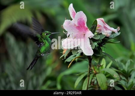 Green hummingbird drinks nectar from a pink flower. Puerto Viejo; Talamanca; Lime; Southeast; Costarica; Central America; Stock Photo