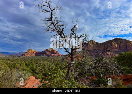 A dead tree in the vastness of Red Rock State Park, near Sedona, Arizona, USA Stock Photo