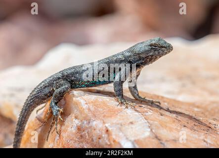 An adult Prairie Lizard rests on a rock in a Colorado wilderness area. Stock Photo