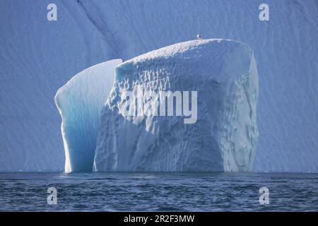 Disco Bay in West Greenland; Kangia ice fjord near Ilulissat; split iceberg in front of a huge wall of ice; a seagull is resting on the tip of the ice Stock Photo