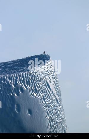 Disco Bay in West Greenland; Kangia ice fjord near Ilulissat; Iceberg; a seagull is resting on the tip of the iceberg; the sun shines on part of the i Stock Photo