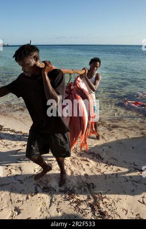 Fisherman with fresh catch, Red Snapper, Temple Point Resort, Mida Creek, Watamu, Malindi, Kenya Stock Photo