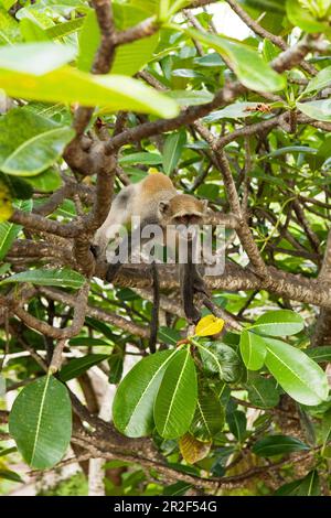 Vervet monkey, monkey, white-throated monkey on a fragipani in the grounds of Temple Point Resort, Mida Creek, Watamu, Malindi, Kenya Stock Photo