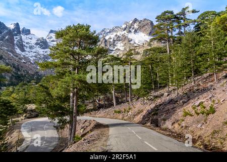 Winding road through pine forest in front of snowy mountain range - Monte Cinto, Haute Corse, Corsica Stock Photo